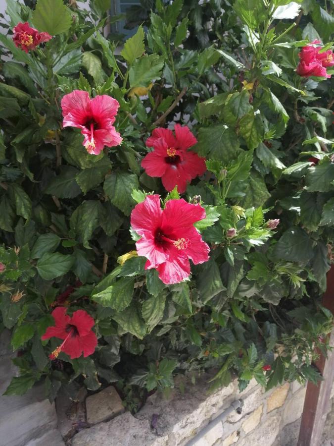 Paola'S Full Sea View House Apartment ไกออส ภายนอก รูปภาพ
